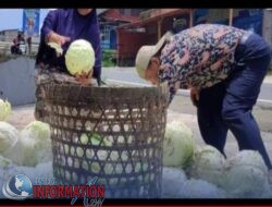 Petani sayur di Magelang Memilih bagikan Kubis kepada Masyarakat ,Karena Harga Jatuh terrendah.