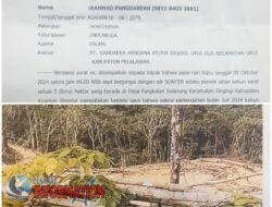 Pengrusakan Kebun Karet di Desa Pangkalan Indarung Diadukan ke Polres Kuantan Singingi.