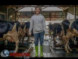 Tantangan yang Dihadapi Peternak Susu di Indonesia.