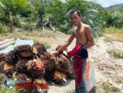 Petani Perkebunan Sawit Mulai Tersenyum Saat Ini Harga Perkilo Sudah Mencapai 3270/Kg.