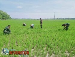Sukseskan Program Presiden untuk Ketahanan Pangan TNI terjun langsung ke Sawah.