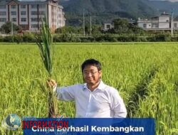 China Kembangkan Varietas Padi sekali Tanam Panen Selamanya.