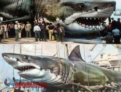 Kapal Seastorm Milik Nelayan Jerman Temukan Predator Raksasa.