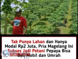 Bermodal kecil ,Bertani Pepaya Pemuda Magelang Sukses ,Beli Mobil ini