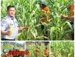 Lapas Bangkinang Kampar Telah Berhasil Membudidayakan Kebun Jagung Seluas 2,5 Hektar.