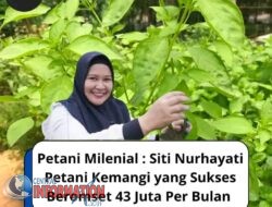 Kisah Petani Kemangi yang Sukses Beromset 43 Juta Per Bulan