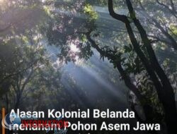 Kenapa Belanda Tanam Pohon Asem di Indonesia