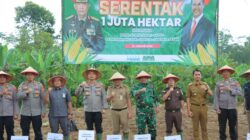 Penanaman Jagung  Seluas 1,5 Hektar di Wilayah Kecamatan Talangpadang