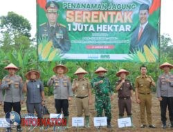 Penanaman Jagung  Seluas 1,5 Hektar di Wilayah Kecamatan Talangpadang