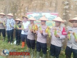 Polres Sibolga Gelar Panen Jagung Ketahanan Pangan Di Bukit Panomboman