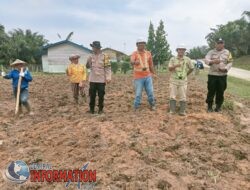 Dukung Ketahanan Pangan, Bhabinkamtibmas Bersama PT. AIP Tanam Jagung di Area 1 Heaktar.