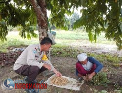 Dukung Asta Cita Bhabinkamtibmas Kampung Maredan Barat Bersama Warga Panen Kacang Tanah