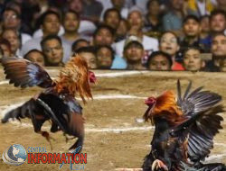Grebeg Judi Sabung Ayam, Kapolsek Nagara Batin Dikabarkan Tewas Tertembak