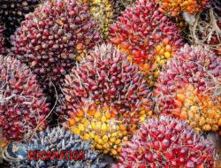 Harga TBS Kelapa Sawit Riau Mitra Swadaya Dibayar Rp3.585,89/Kg Hingga 6 Mei 2025.