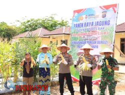 Kapolres Siak Hadiri Panen Raya Jagung di Polsek Bungaraya, Wujud Nyata Program Ketahanan Pangan Polri