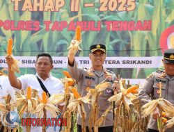 Polres Tapanuli Tengah Panen Raya Jagung Tahap 2 di Wilayah Sibabangun