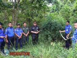 Tim Damkar Muba Lepas Liarkan Ular Hasil Evakuasi Kembali Ke Habitatnya