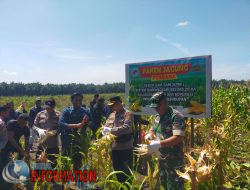 Kapolsek Kandis Hadiri Panen Jagung di KPAK Sam-Sam, Dukung Ketahanan Pangan Nasional