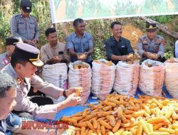 Polres Tapanuli Tengah Laksanakan Panen Raya Jagung Kuartal 2 di Wilayah Kolang