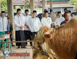 Sapi Qurban Presiden Prabowo Simental Seberat 802,5 Kg