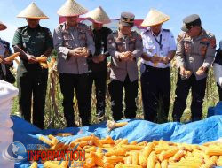 Polres Tapanuli Tengah Gelar Panen Raya Jagung Serentak di Pinangsori